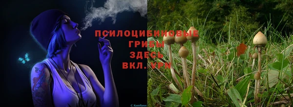ГАЛЛЮЦИНОГЕННЫЕ ГРИБЫ Беломорск